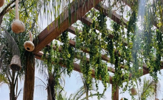 Pergola Kisokos – Használata, Árak, Pro-Kontra [2026]