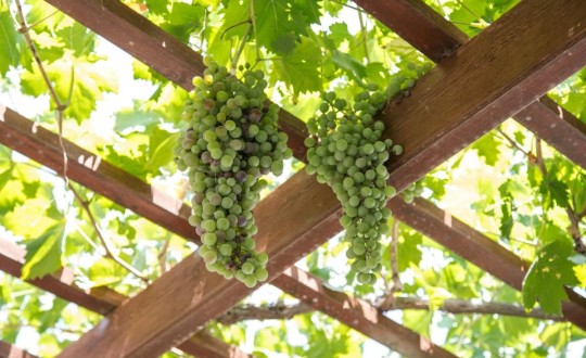 Pergola Építés Árak [2026] - A Készítés Költségei!